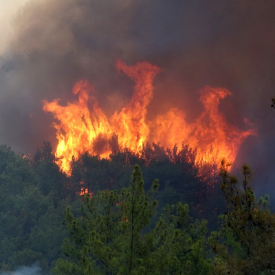 Yanan ormanları kaç yılda kazanırız?
