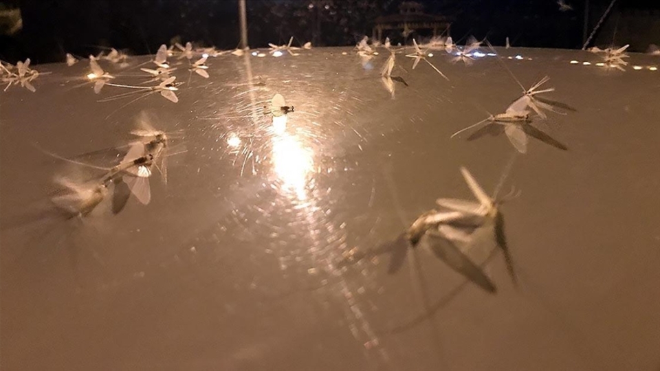 Her yıl aynı zamanda oluyor... 'Ölüm uçuşu' başladı