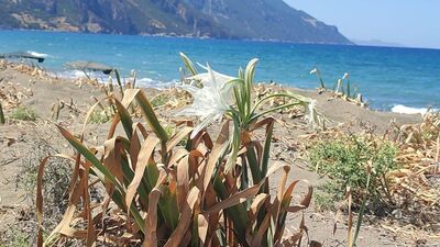 Kumulların oluşmasını sağlıyor... Cezası dudak uçuklattı