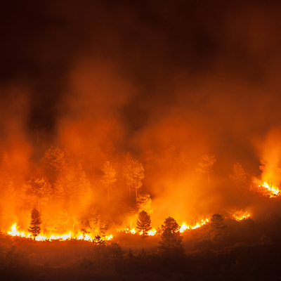 Ormanlar elimizden alındığında giden sadece ağaçlar değil!