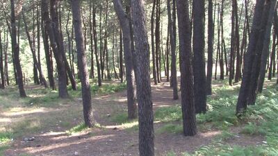 6 ilde ormanlara girişler yasaklandı