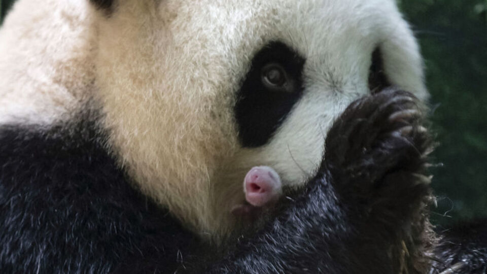 İlk 10 gün çok kritik! Ülkede ikinci...