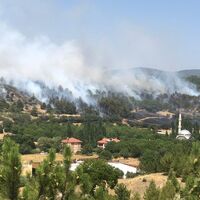 Uşak'ta arazide çıktı, ormana sıçradı