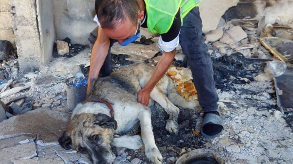 Patileri, kulakları ve gövdesi yanmıştı... 'Kurtulması mucize'