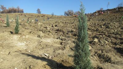 İşçi ve işverenden 10 milyon fidan