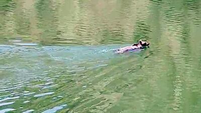 'Yüzdüğünü görünce şaşırdım' Baraj gölünde kaydedildi...