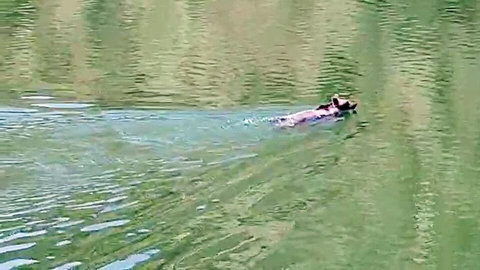 'Yüzdüğünü görünce şaşırdım' Baraj gölünde kaydedildi...