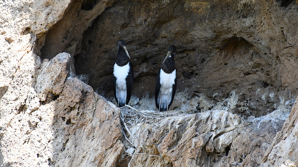 Türkiye'de nadir görülüyor! Sivas'ta kaydedildi