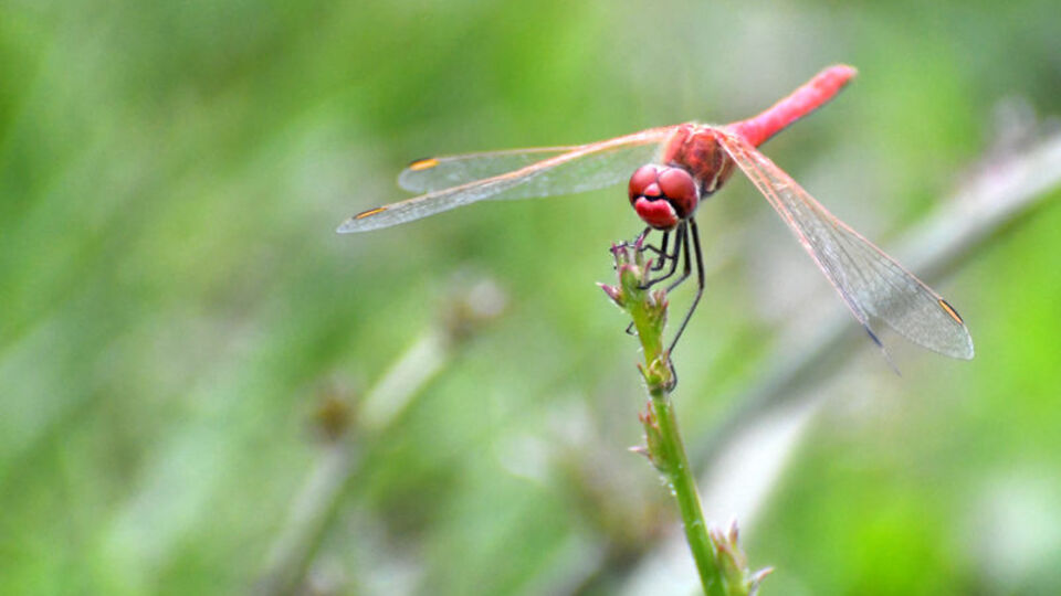 2700 rakımda doğaya renk katıyorlar