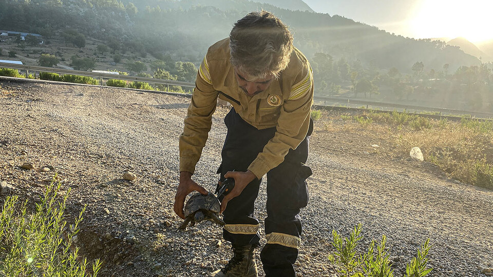 Mahsur kalan kaplumbağayı orman işçileri kurtardı