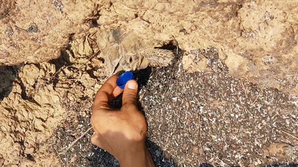 Ağaç kovuğunda mucize kurtuluş!