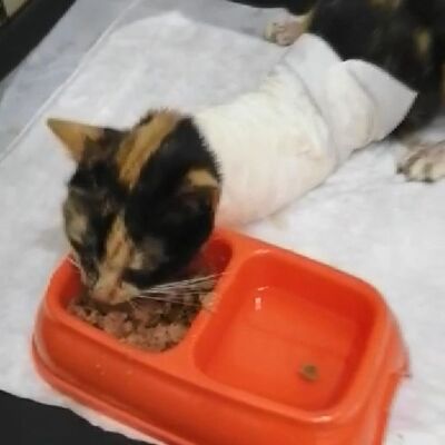 Vicdansızlar! Kedilerin bacaklarını ve kuyruklarını kestiler