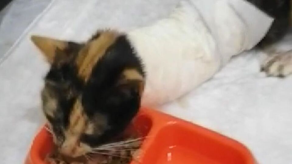 Vicdansızlar! Kedilerin bacaklarını ve kuyruklarını kestiler