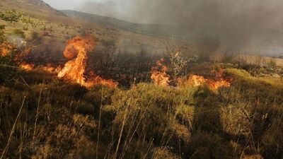Aliağa'da çıkan yangın kontrol altında