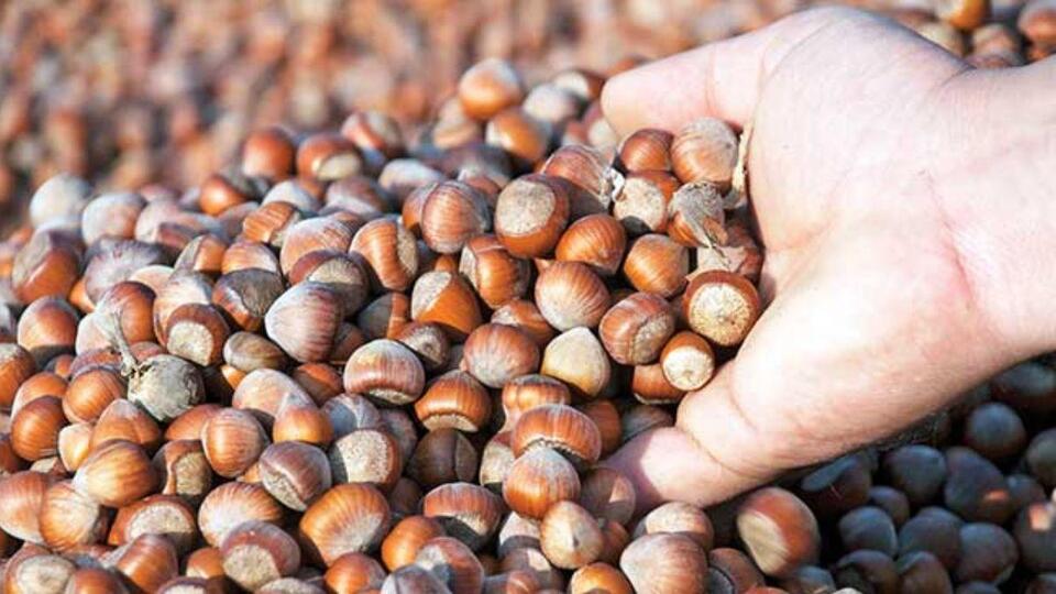 Fındık fiyatı açıklandı mı?