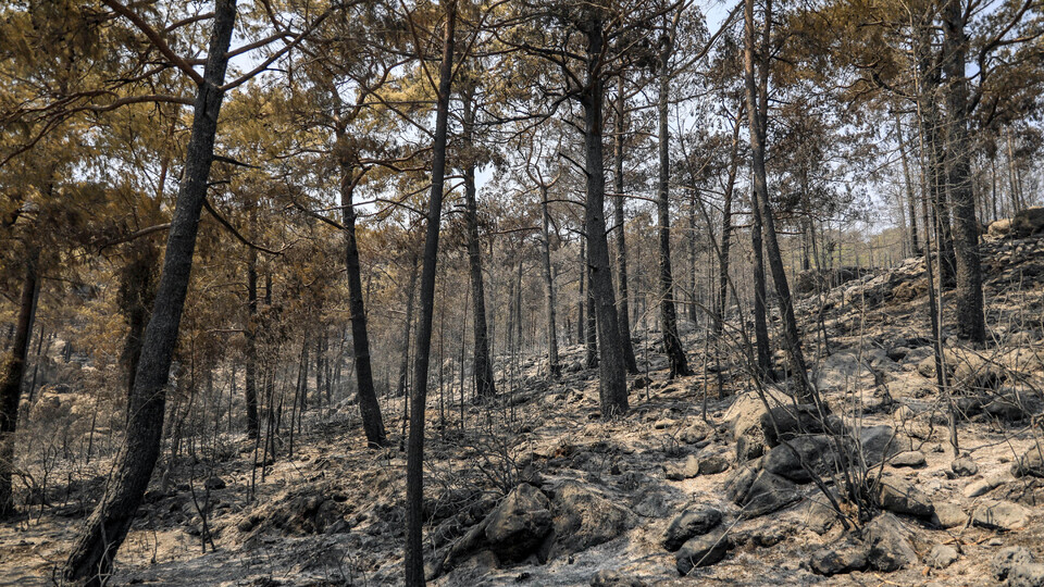 Cengiz Holding'den 'TEMA' açıklaması