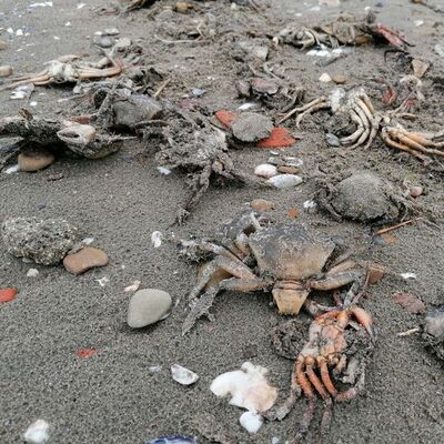 Ölümler korkutmuştu! Nedeni belli oldu