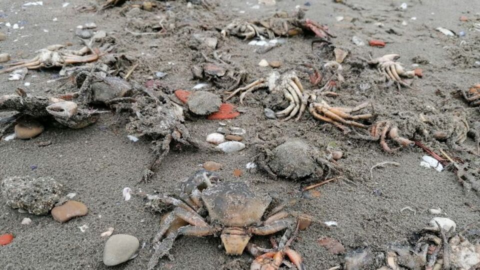 Ölümler korkutmuştu! Nedeni belli oldu