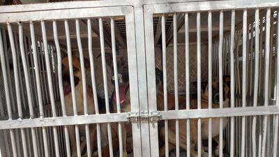 Ankara'da vahşet! 'Çığlık sesleri geliyordu'