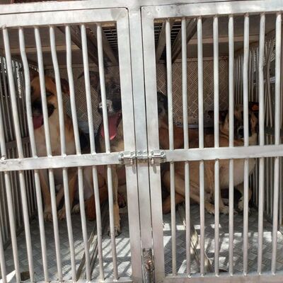 Ankara'da vahşet! 'Çığlık sesleri geliyordu'