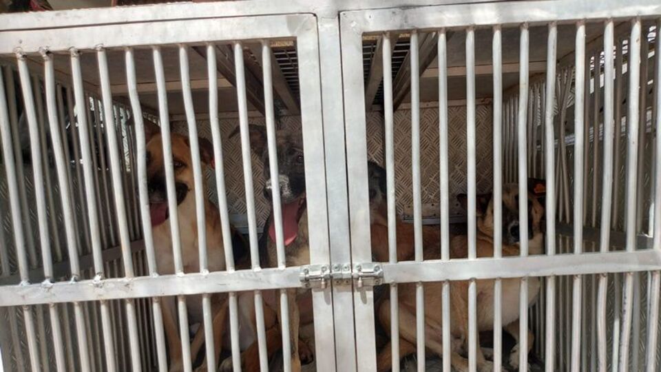 Ankara'da vahşet! 'Çığlık sesleri geliyordu'