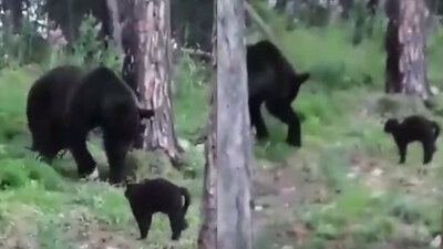 Aileyi korumak istedi! Ayıya böyle kafa tuttu