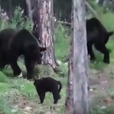Aileyi korumak istedi! Ayıya böyle kafa tuttu