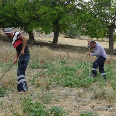 Sulama yaparken fark edip önüne et bıraktılar! "Şaştık kaldık"
