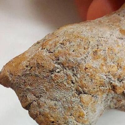 Apartman bahçesinde bulundu... 9 bin yıl korunmuş