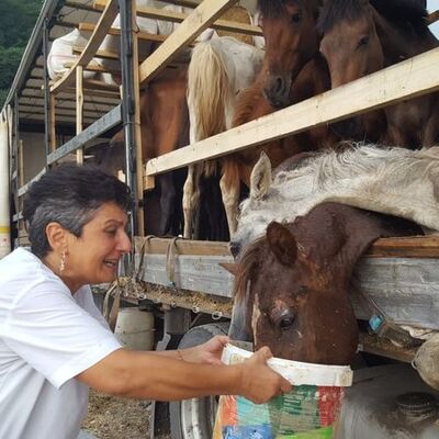 Bu nasıl bir vicdansızlık! Hasta atları görenler gözyaşlarını tutamadı!
