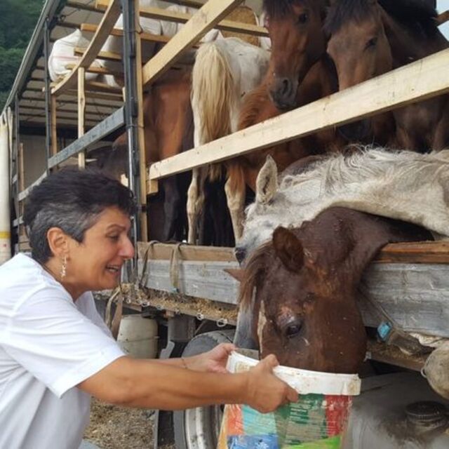Bu nasıl bir vicdansızlık! Hasta atları görenler gözyaşlarını tutamadı!