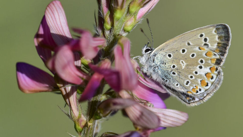 230 türe ev sahipliği yapıyor