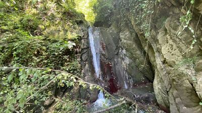 Doğa gezisine çıktı... Ormanın derinliklerinde keşfetti