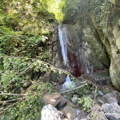 Doğa gezisine çıktı... Ormanın derinliklerinde keşfetti