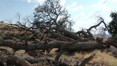6'sı devrildi ama kimse dokunamıyor! Sebebi şaşırtıyor