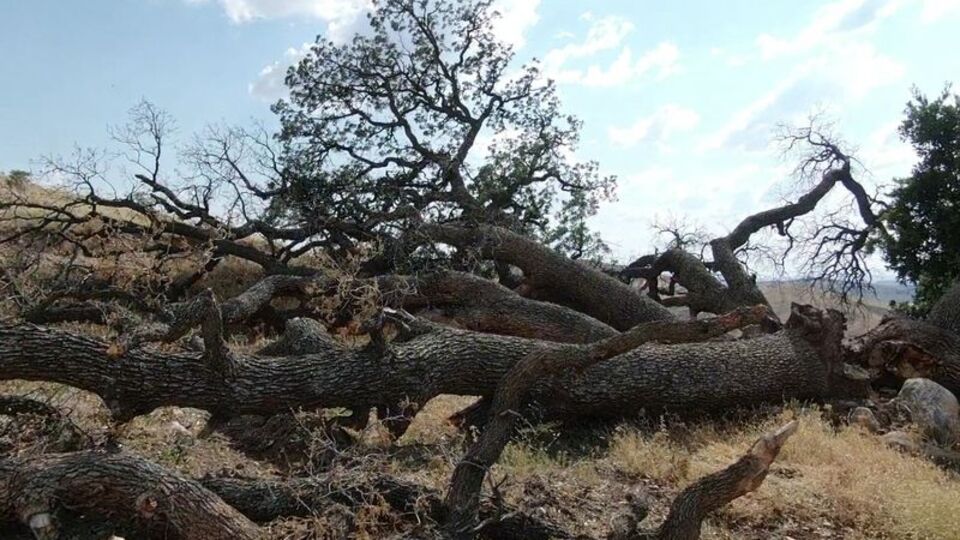 6'sı devrildi ama kimse dokunamıyor! Sebebi şaşırtıyor