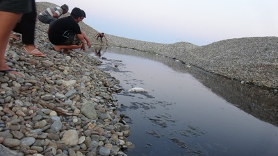 Feci olay! Binlerce balık öldü