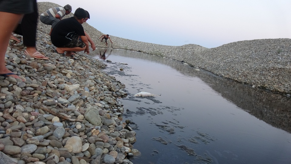 Feci olay! Binlerce balık öldü