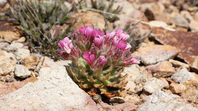 Bayburt'ta keşfedildi... Aziz Sancar'a atfedildi