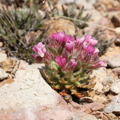Bayburt'ta keşfedildi... Aziz Sancar'a atfedildi