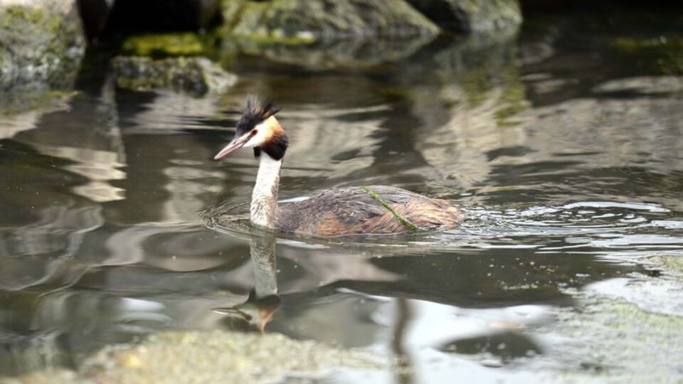 Göçe hazırlanan kuşlar ile şenlendi