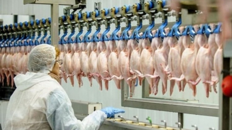 Tavuk eti üretimi arttı