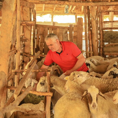 300 koyunla birlikte 30 kilometre kaçtı!