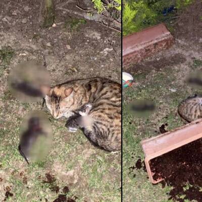 Yavru kedileri katletmişti, işte istenen ceza!