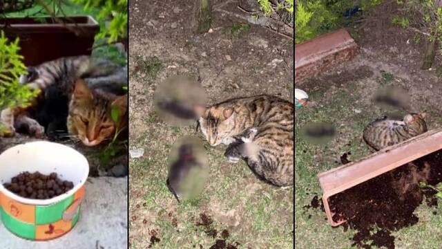 Yavru kedileri katletmişti, işte istenen ceza!