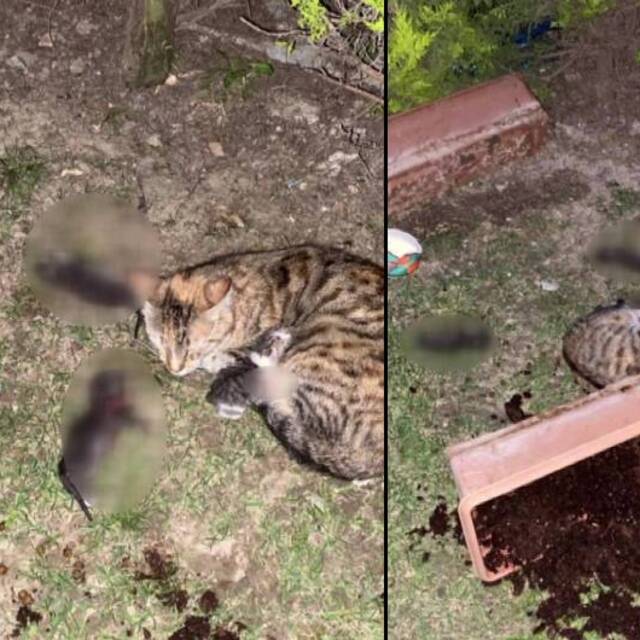 Yavru kedileri katletmişti, işte istenen ceza!