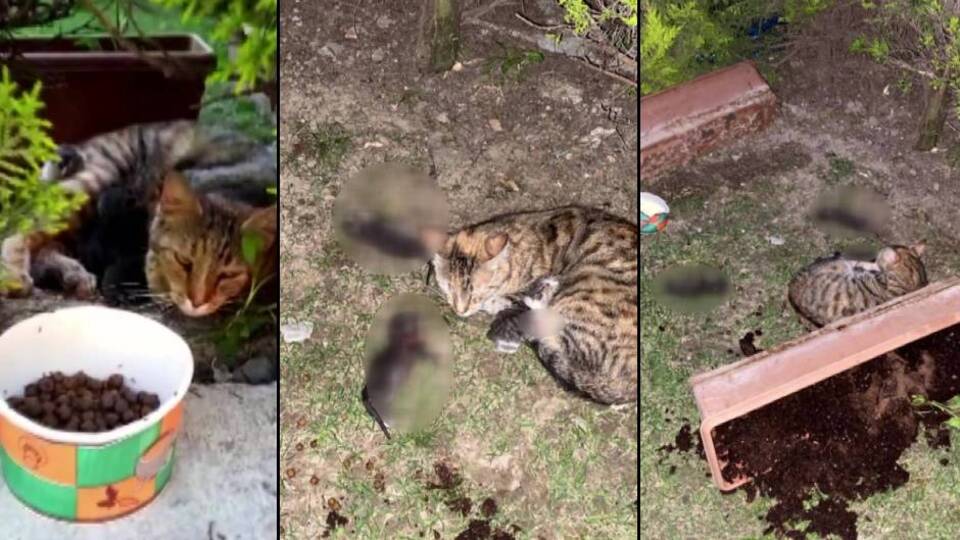 Yavru kedileri katletmişti, işte istenen ceza!