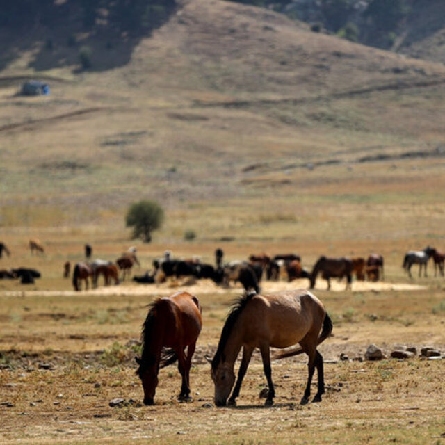 Yangın sonrası yılkı atları için yem ve saman bırakıldı