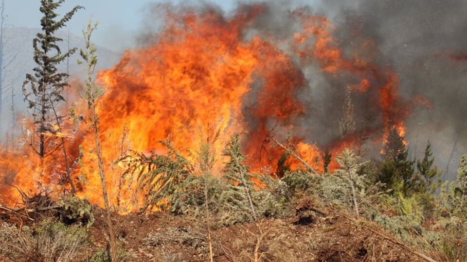 Gümüşlük'de orman yangını!