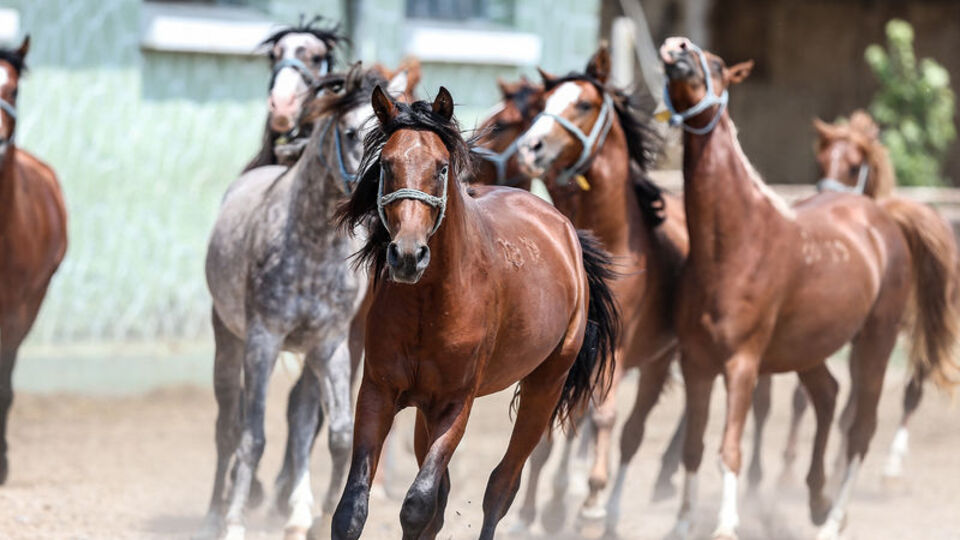 68 Safkan Arap tayından 8 milyon 542 bin lira gelir!